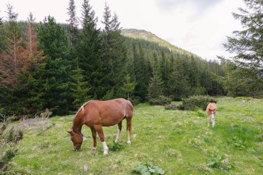 Horses grazing on a valley in the mountains in summer