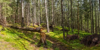 Dark mountain forest covered in moss