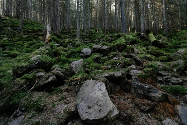 Dark Mountain Forest Covered Moss — Photo