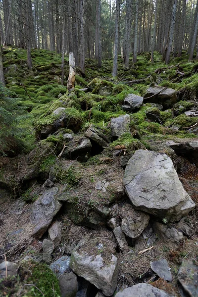 Dark Mountain Forest Covered Moss — Photo