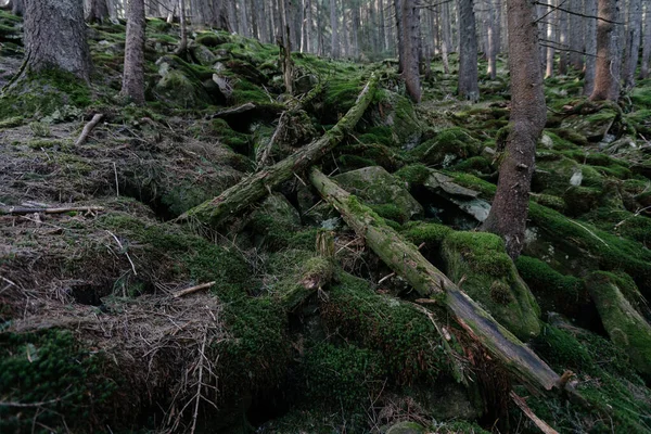 Dark Mountain Forest Covered Moss — Zdjęcie stockowe