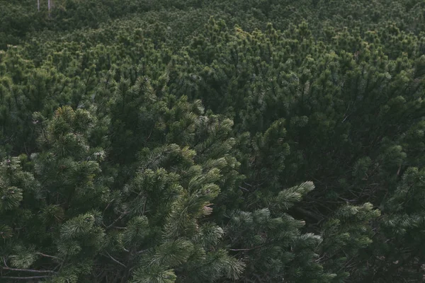 Dark Mountain Pine Tree Forest — ストック写真