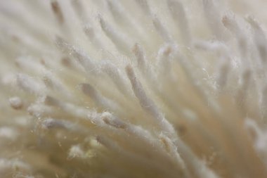 İp makro çekim. İp dokusunu kapat