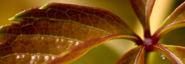 Makrobild Växternas Gula Blad — Stockfoto