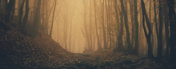 Forêt Dans Brouillard Avec Brouillard Fée Effrayant Regarder Les Bois — Photo