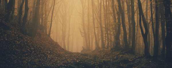 Forest in fog with mist. Fairy spooky looking woods in a misty day. Cold foggy morning in horror forest