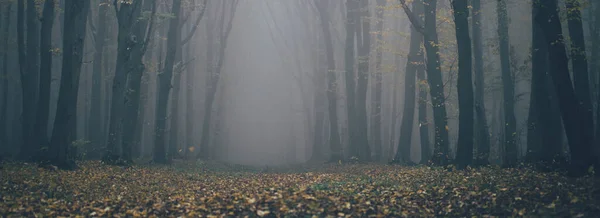 雾气弥漫的森林 在雾蒙蒙的日子里 看上去像森林里的仙女 恐怖森林里的寒冷多雾的早晨 — 图库照片
