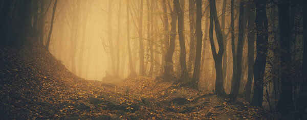 Forest in fog with mist. Fairy spooky looking woods in a misty day. Cold foggy morning in horror forest
