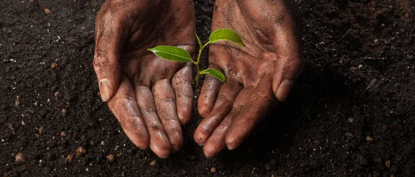 Mani Che Tengono Proteggono Una Giovane Pianta Verde Sotto Pioggia — Foto Stock