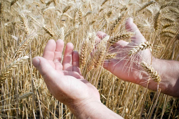Hand in einem Weizenfeld bei strahlendem Tag — Stockfoto