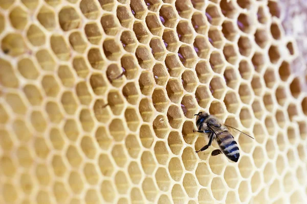 Abeja sobre un fondo de cera —  Fotos de Stock