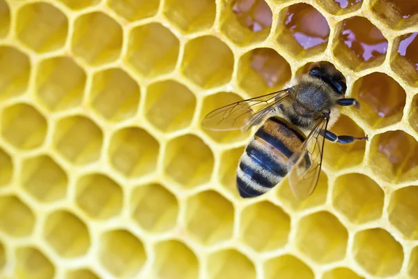 Bee on a wax background Stock Image