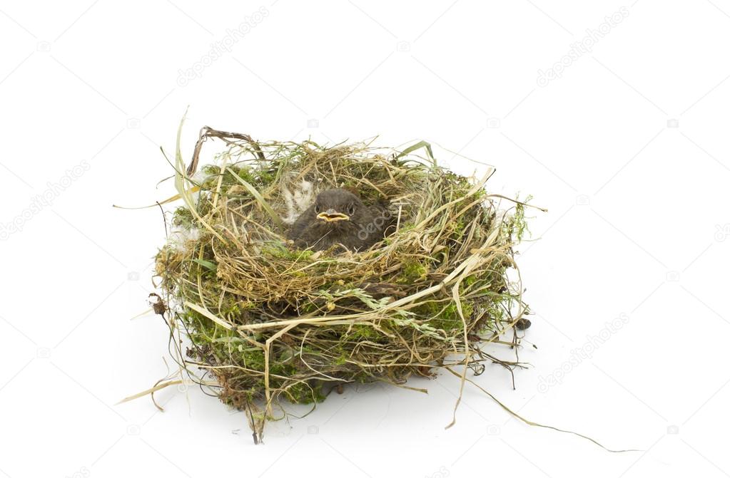 baby little sparrow in a nest on white background