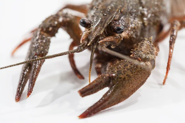 Crayfish on a white background. — Stock Photo, Image