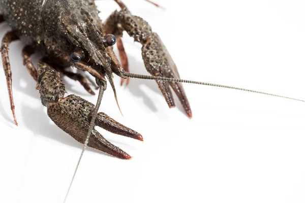 Crayfish on a white background. — Stock Photo, Image