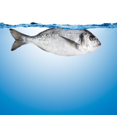 Dorado balık mavi su
