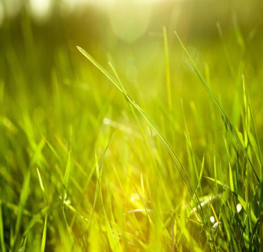 yaz çimen arka plan