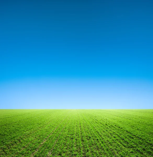 Zomer achtergrond van een veld — Stockfoto