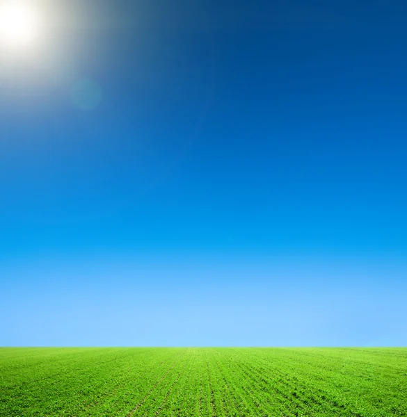 Green grass over blue sky — Stock Photo, Image