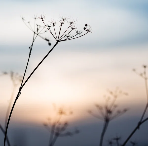Paysage au coucher du soleil avec herbe sèche — Photo
