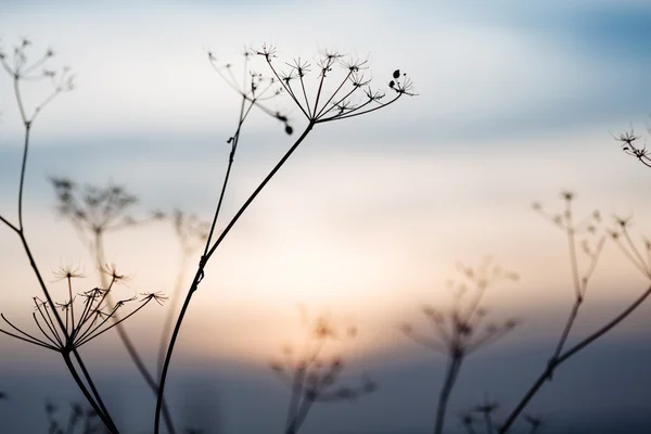 Sonnenuntergang Landschaft mit trockenem Gras — Stockfoto