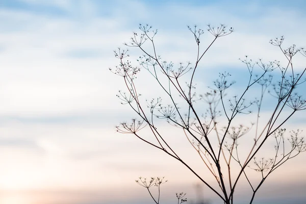 Paysage au coucher du soleil avec herbe sèche — Photo