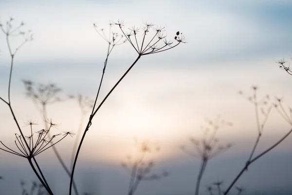 Zonsondergang landschap met droog gras — Stockfoto