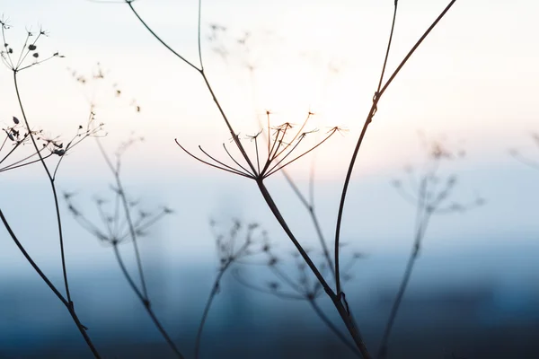 Sunset landskap med torrt gräs — Stockfoto