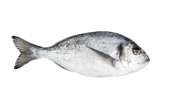 Fresh Dorado fish — Stock Image Fresh Dorado fish Stock Image