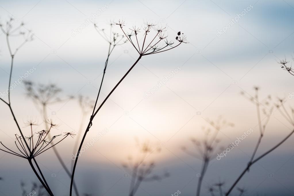 Sunset landscape with dry grass