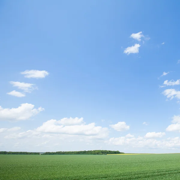 Weide met groen gras — Stockfoto