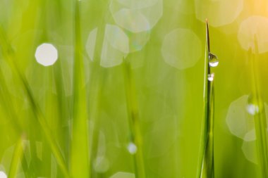 Görüntüyü yeşil çim su ile damla