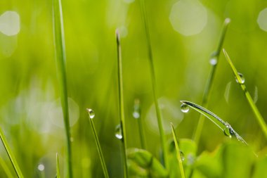 Görüntüyü yeşil çim su ile damla