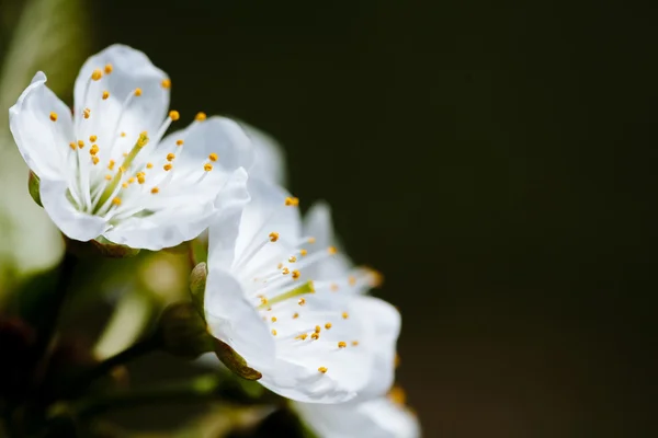 Flor de pera en primavera — Foto de Stock