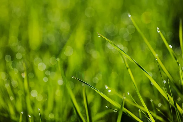 Makroaufnahme von grünem Gras mit Wassertropfen — Stockfoto