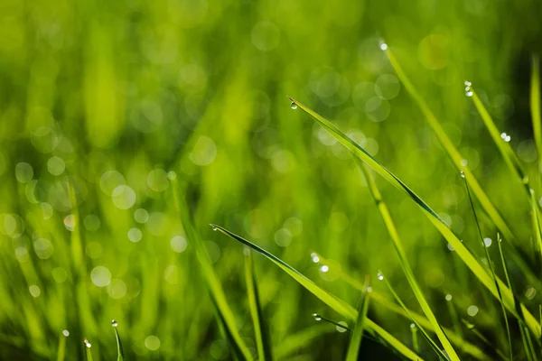 Imagem macro de grama verde com gotas de água — Fotografia de Stock