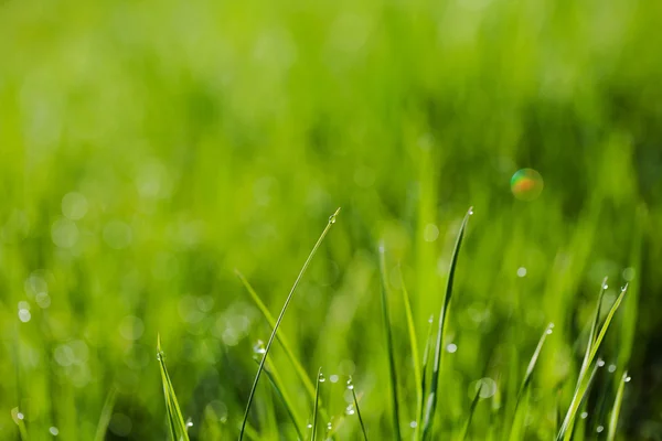 Imagem macro de grama verde com gotas de água — Fotografia de Stock