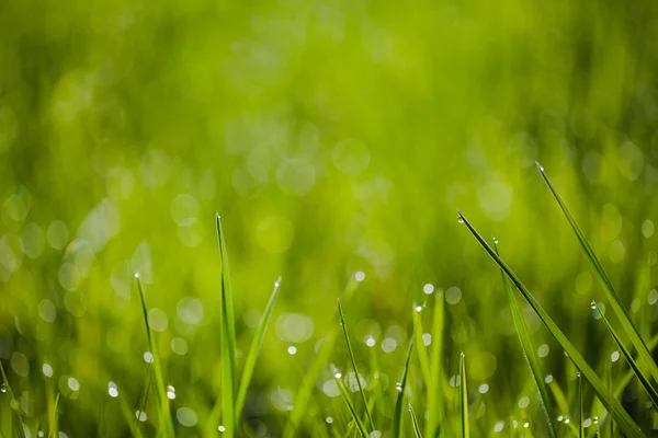 Imagem macro de grama verde com gotas de água — Fotografia de Stock