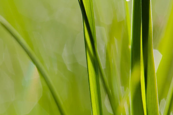 Macro opname van groen gras met water drops — Stockfoto