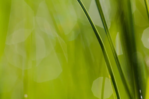 Imagem macro de grama verde com gotas de água — Fotografia de Stock