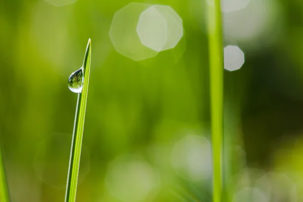 Macro image of green grass with water drops — Stock Photo, Image