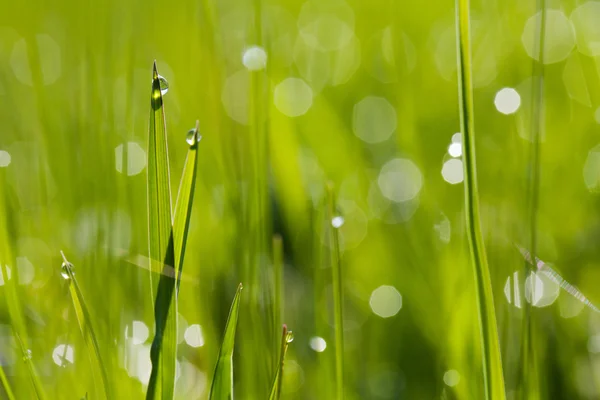 Macro image of green grass with water drops — Stock Photo, Image