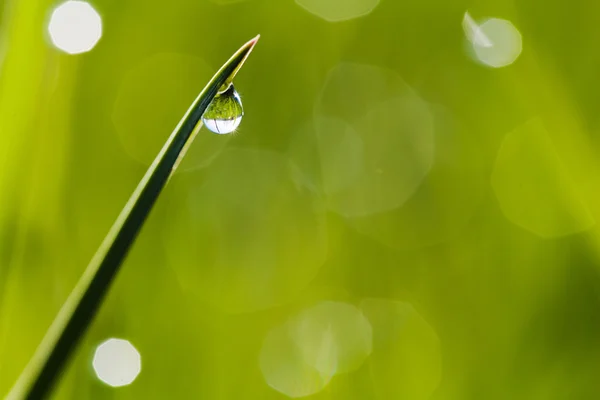 Macro image of green grass with water drops — Stock Photo, Image