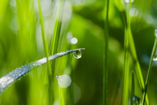 Imagem macro de grama verde com gotas de água — Fotografia de Stock