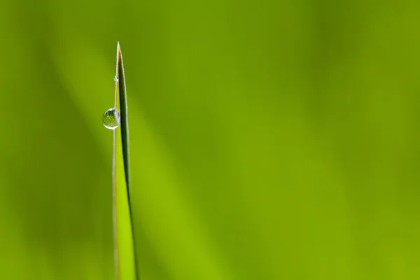 Macro image of green grass with water drops — Stock Photo, Image