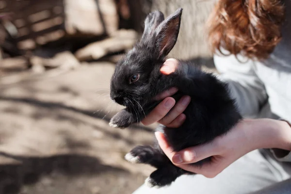 Mały czarny królik z bliska — Zdjęcie stockowe