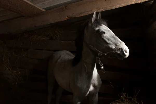 Koně v stodole dívat ven — Stock fotografie