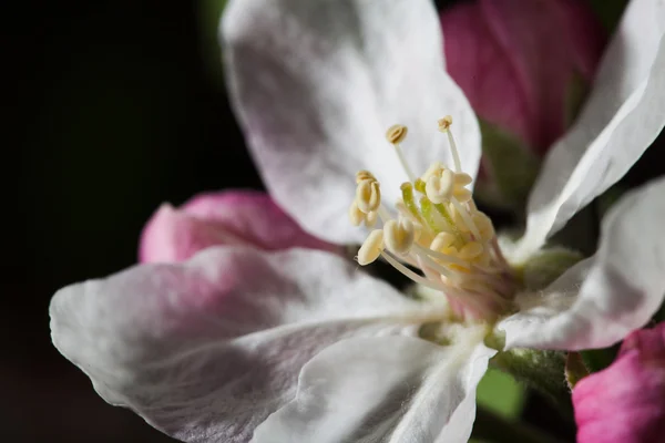 Macrobloem achtergrond — Stockfoto