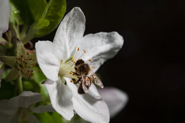 Bee on white flower macro image — Stock Photo, Image