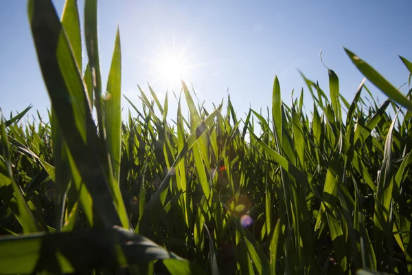 Wide angle image of grass — Stock Photo, Image